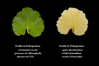 Photosynthèse - Expérience sans CO2